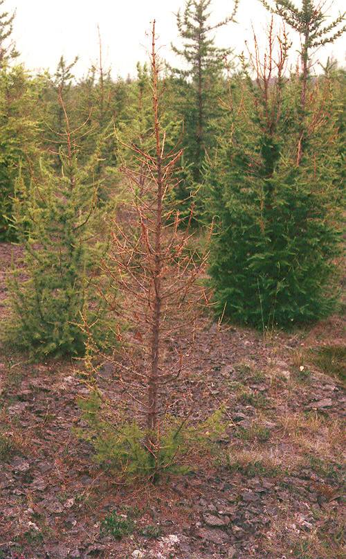 Barrviðaráta á ungu lerki.jpg